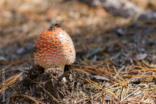 Small mushroom growing out of the ground around the pine needles photo