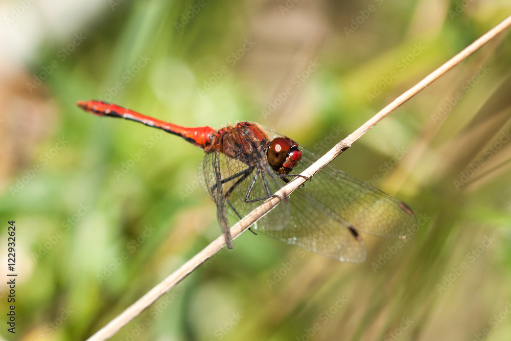 Close-up of a dragon fly