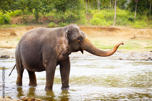 sri lanka elephant © DragoNika
