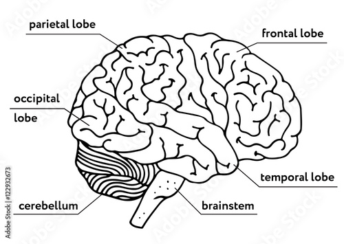 Human brain vector outline illustration isolated on white background