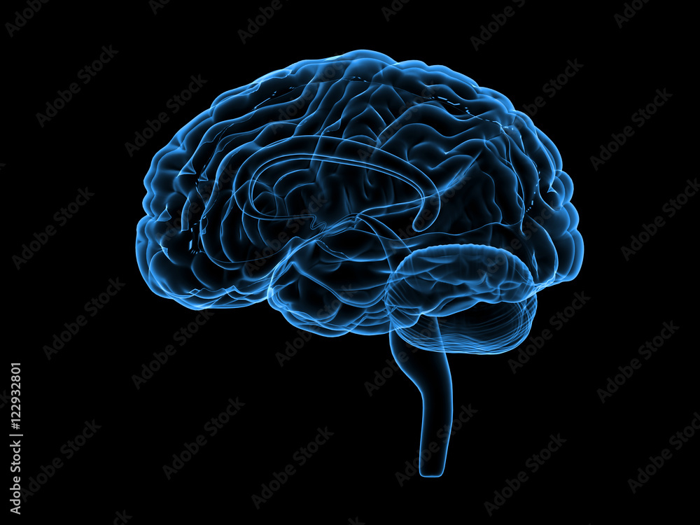 X-ray human brain, 3d illustration X-ray human brain, 3d illustration