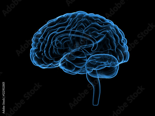 X-ray human brain, 3d illustration