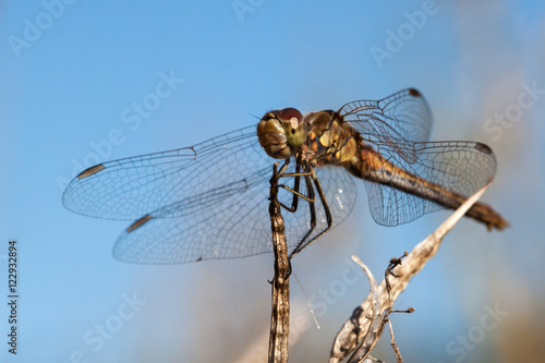 Close-up of a dragon fly © Fotikphoto