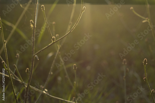 sunny meadow with natural bokeh