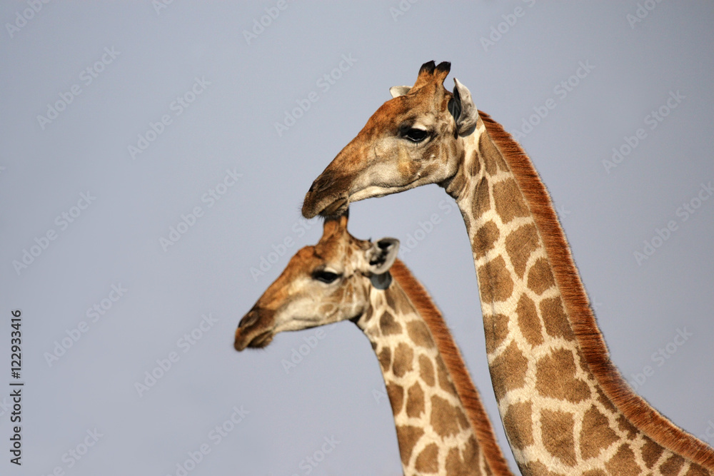 Portraitaufnahme zweier Giraffen im Etosha-Nationalpark, Namibia Portraitaufnahme zweier Giraffen im Etosha-Nationalpark, Namibia