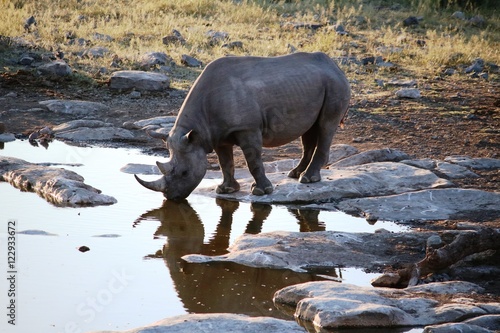 Black Rhino is drinking at waterhole in Etosha National Park in Namibia  Africa