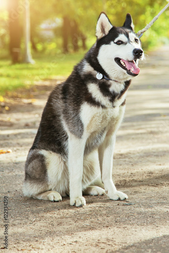 Portrait black and white Husky dog with a smile and his tongue hanging out