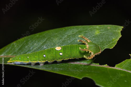 Tawny Rajah caterpillar