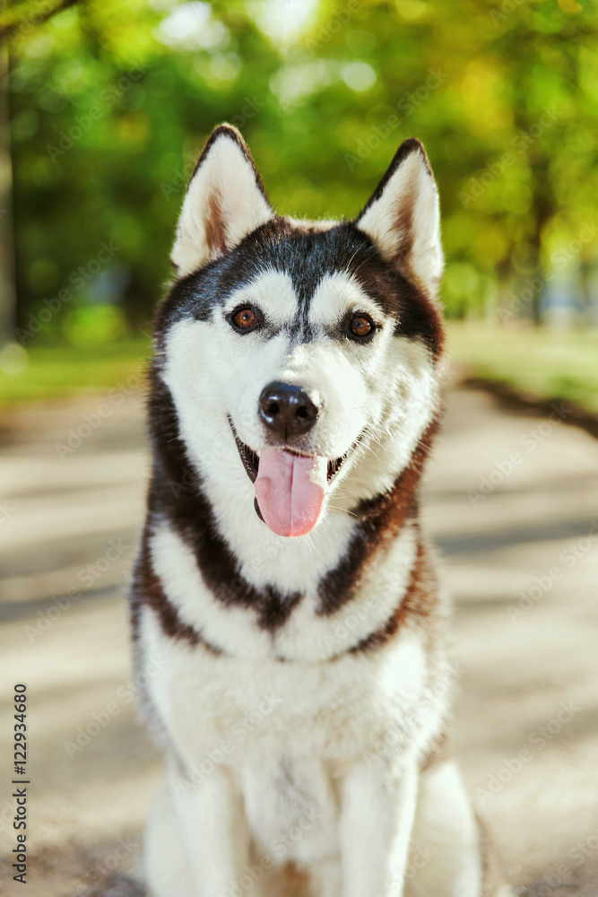 Portrait black and white Husky dog with a smile and his tongue hanging out