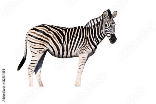 Plains zebra  Common zebra or Burchells zebra  Equus quagga