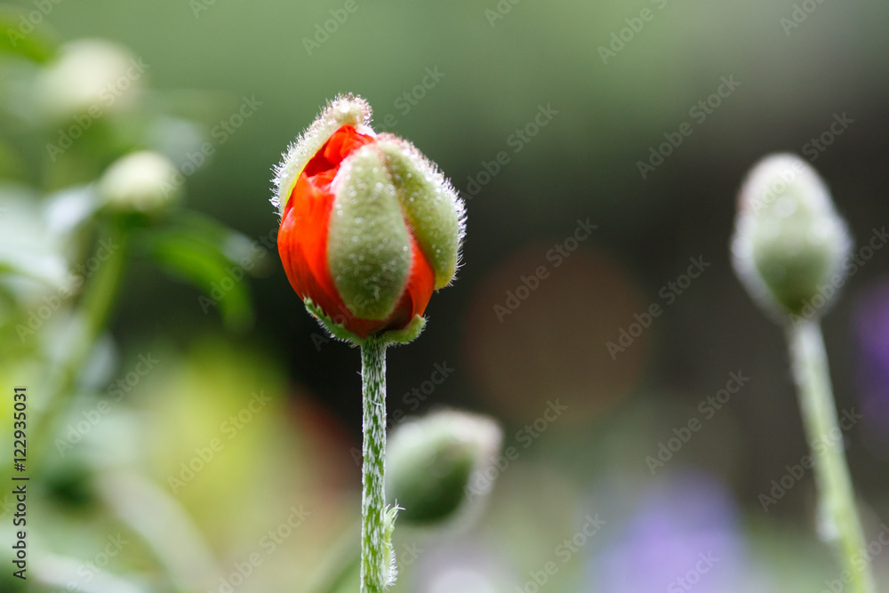 Obraz premium Poppy bud