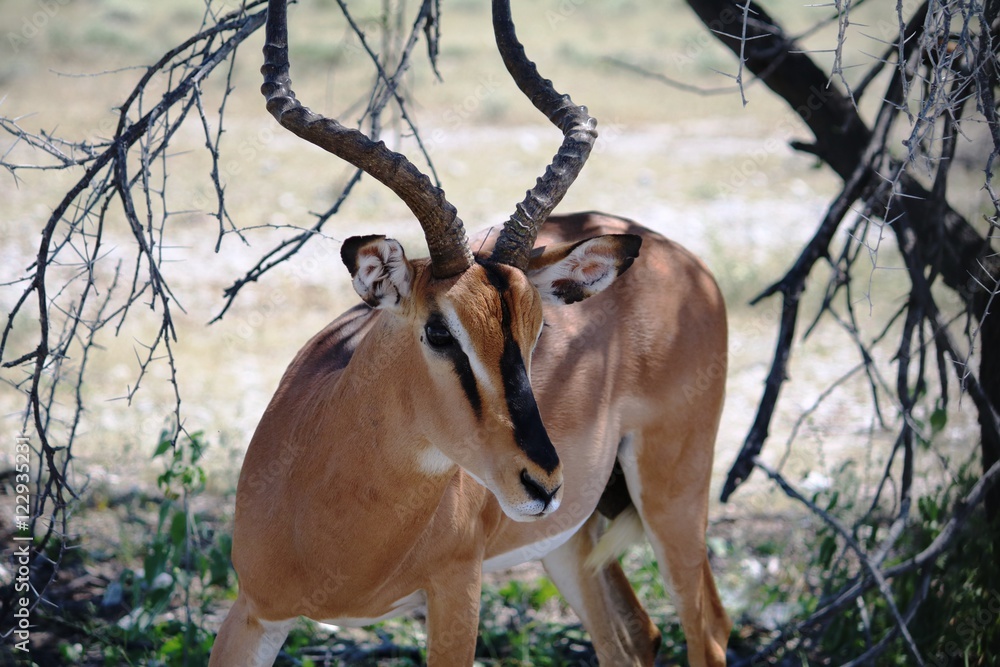 Fototapeta premium Black nosed impala in Etosha National Park in Namibia, Africa