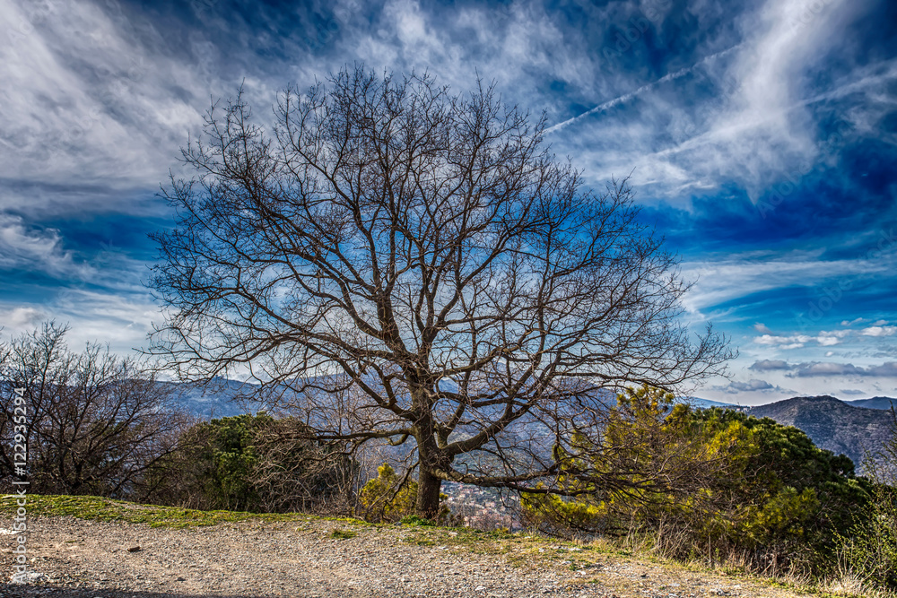 Isolated bare tree near a mountain path under a blue cloudy sky Isolated bare tree near a mountain path under a blue cloudy sky