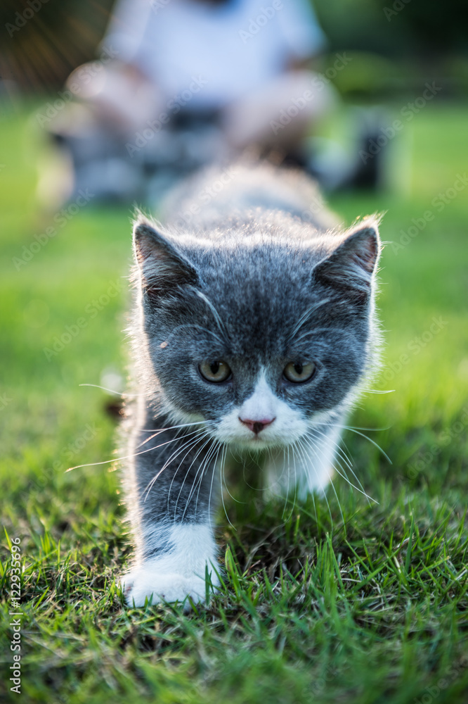 Gray kitten on the grass
