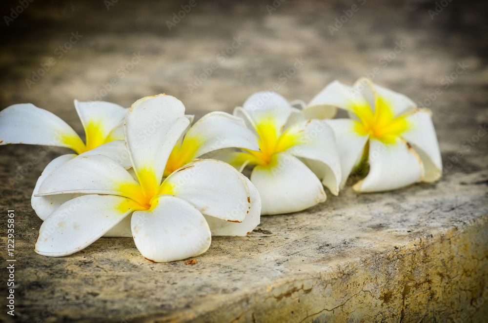 Plumeria flowers fresh