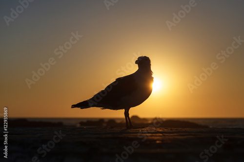 Seagull against sunset