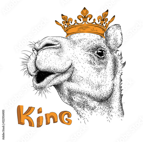Hand draw Image Portrait of camel in the crown. Use for print, posters, t-shirts. Hand draw vector illustration