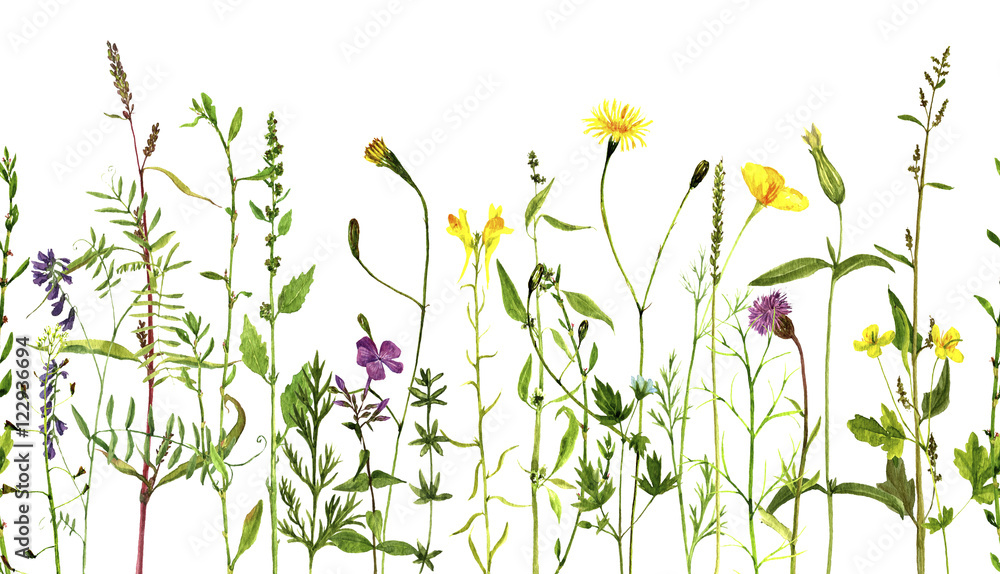 Watercolor drawing plants Watercolor drawing plants