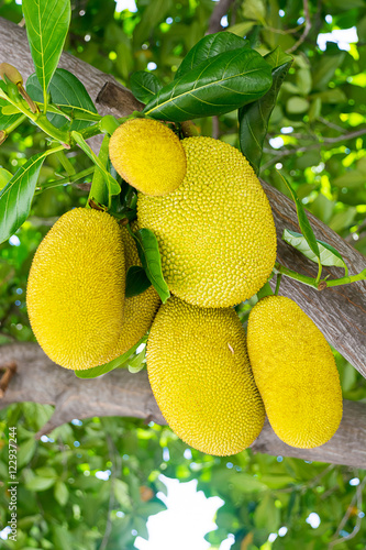 Jackfruit on the tree with green leaves blurry background.