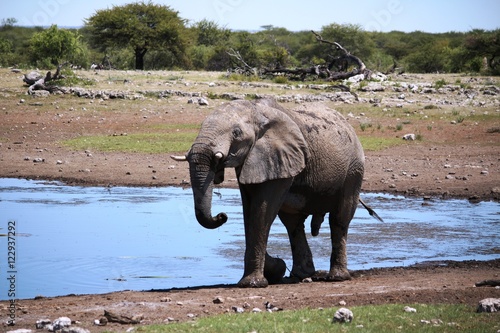 Elephant bull at waterhole in the Etosha National Park  Namibia Africa