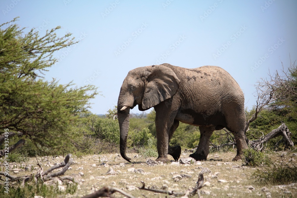 Naklejka premium Male elephant in the thicket of Etosha National Park, Namibia Africa