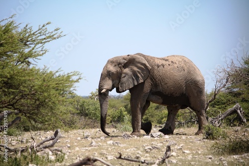 Male elephant in the thicket of Etosha National Park  Namibia Africa