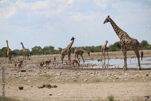 Giraffe herd and impalas at the waterhole in Etosha National Park, Namibia Africa