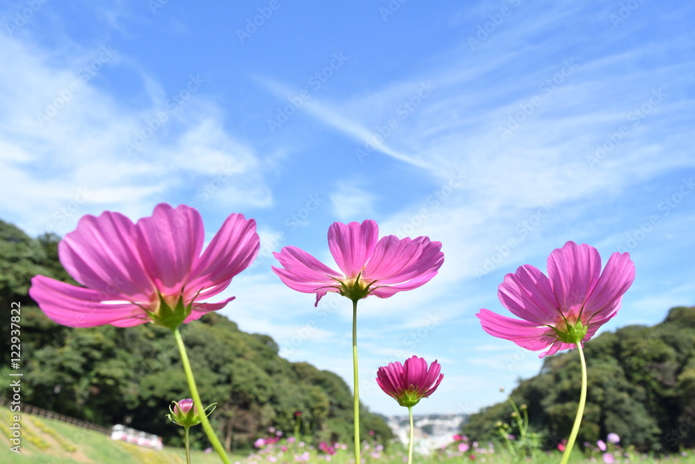 cosmos cosmos
