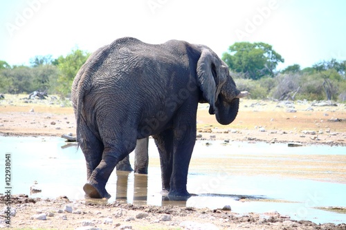 Elephants drinking at the waterhole in Namibia, Africa