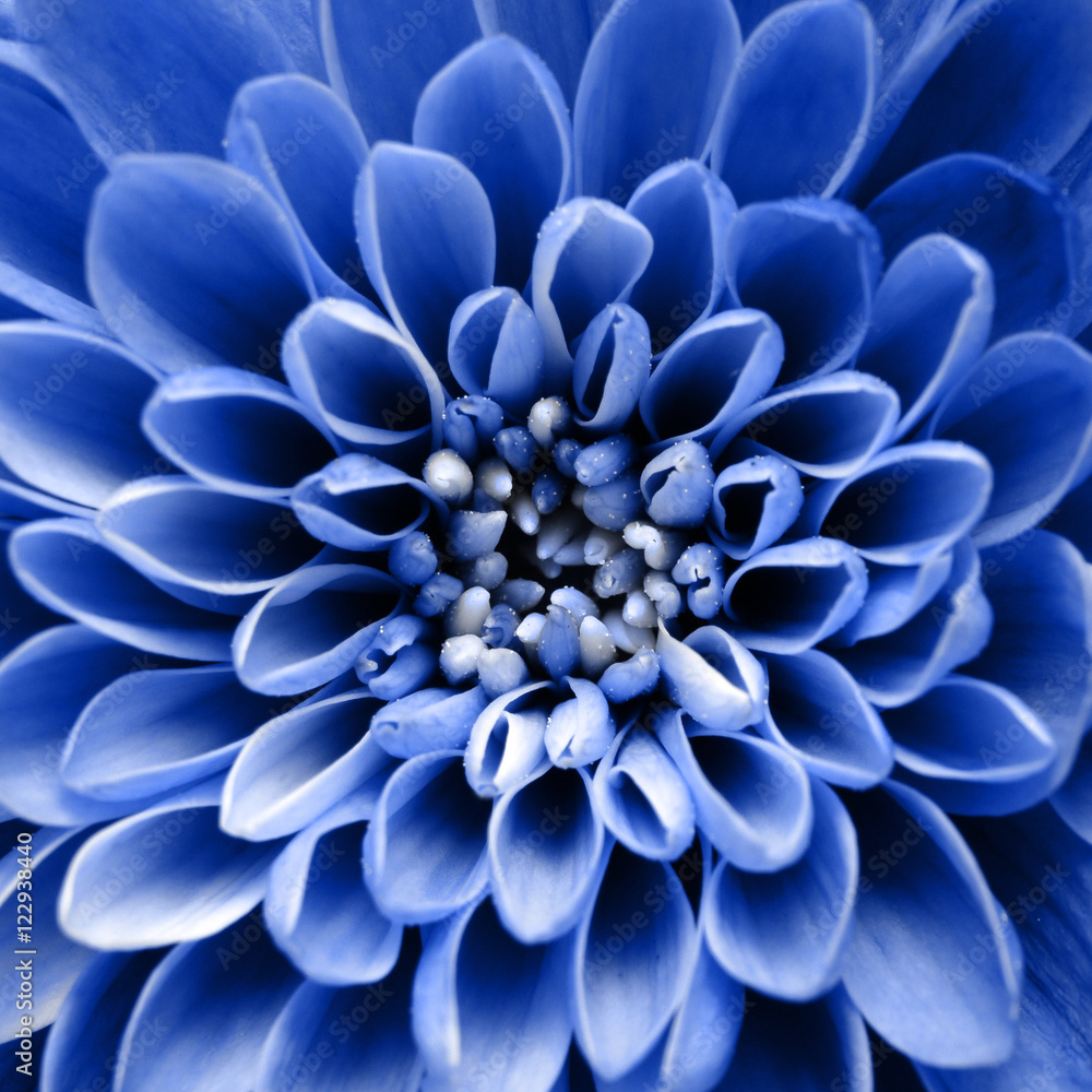 Fototapeta Macro of blue flower background