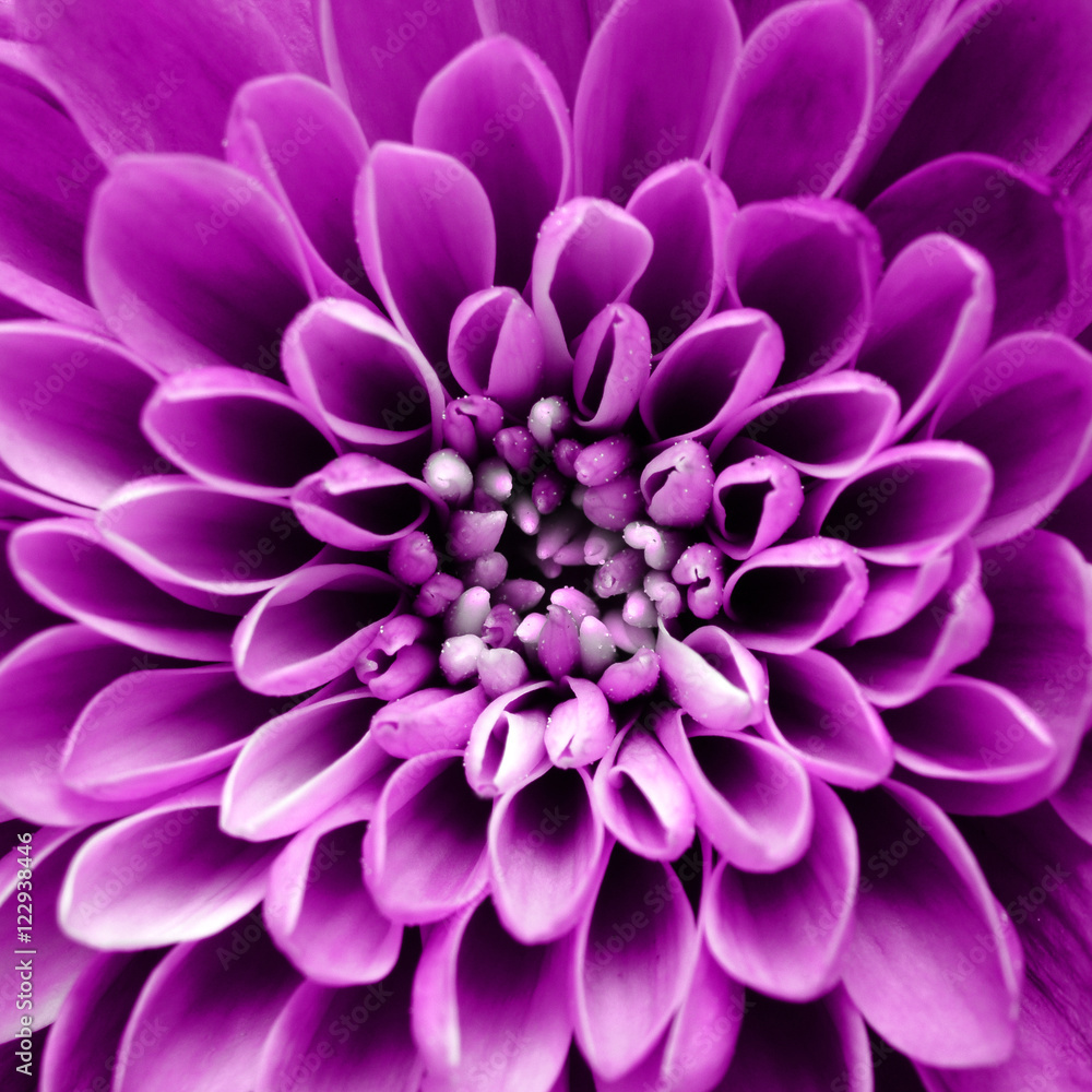 Macro of purple flower background