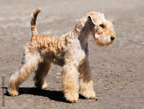Fotografie Lakeland Terrier standing