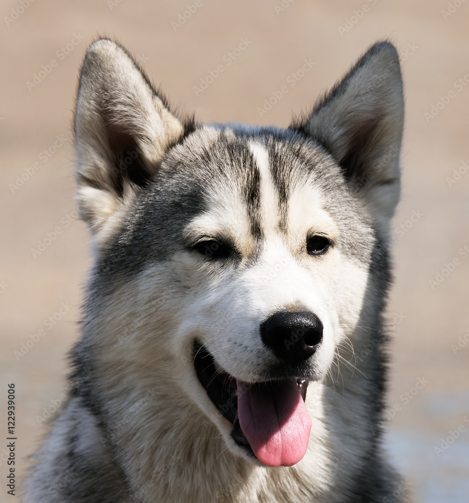 Husky dog portrait Husky dog portrait