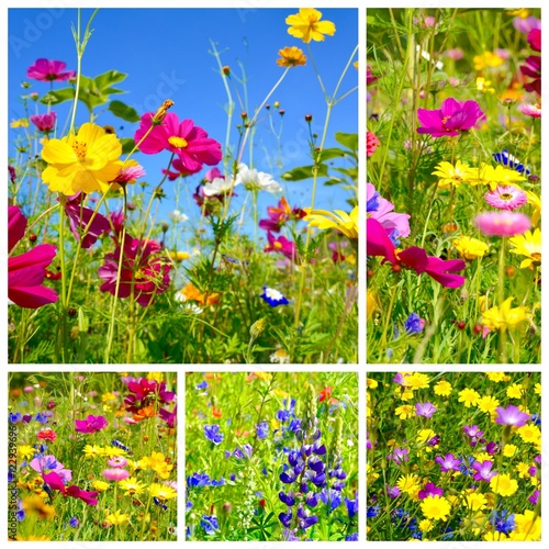 Fototapeta Naklejka Na Ścianę i Meble -  Wildblumen Collage - Grußkarte - Sommerblumen