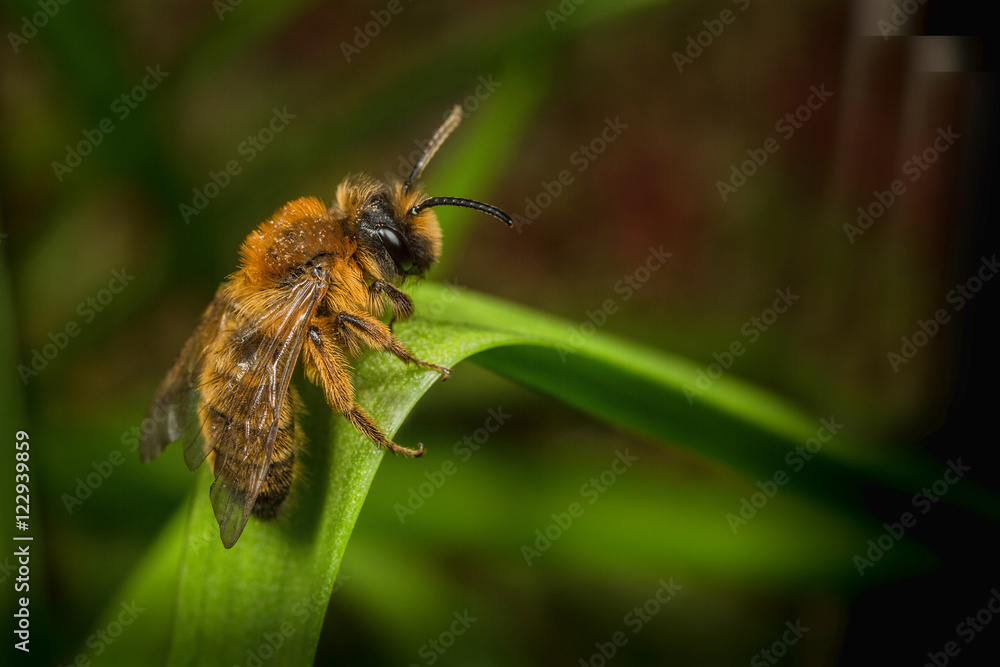 Male Andrena Mining Bee Male Andrena Mining Bee