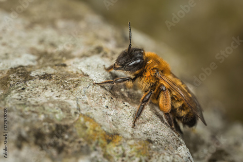 Female Andrena Mining Bee © grandaded