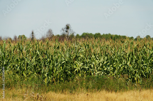Krajobraz wiejski - Pole kukurydzy pod koniec wakacji