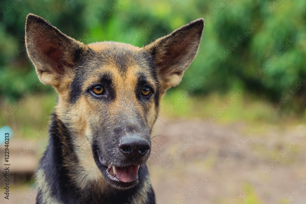 Fototapeta premium police dog