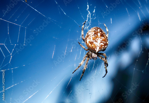 Tableau sur toile Macro Spider