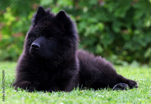Black Eurasier puppy dog lying in the grass.