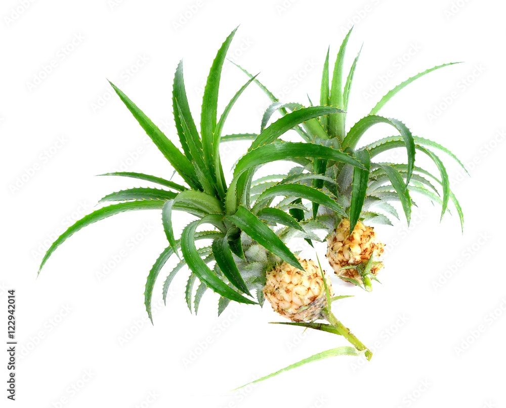 pineapple on a white background pineapple on a white background