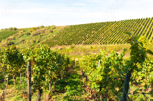 Riesling vineyards in Rheinhessen  Rhineland Palatinate  Central Germany