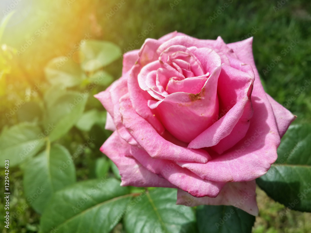 Beautiful pink rose in the garden/Beautiful pink rose in the garden Beautiful pink rose in the garden/Beautiful pink rose in the garden