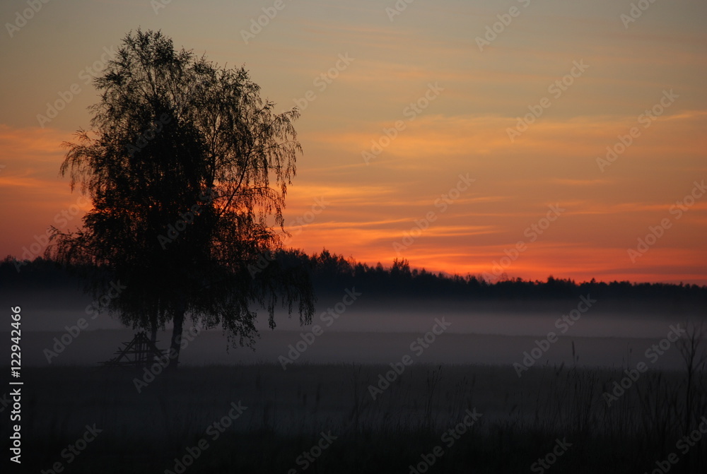 Fototapeta premium Misty meadow in the sunrise