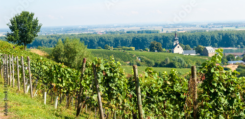 Photos Riesling vineyards in Rheinhessen, Rhineland Palatinate, Central Germany
