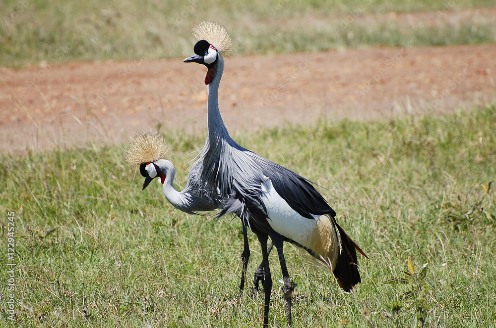 Fototapeta premium Grey Crowned Crane - Masai Mara - Kenya
