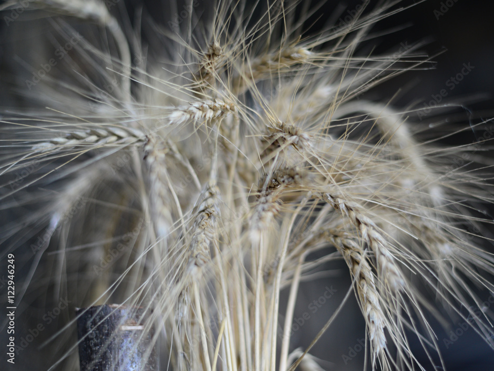 Ears of wheat on dark background. Ears of wheat on dark background.