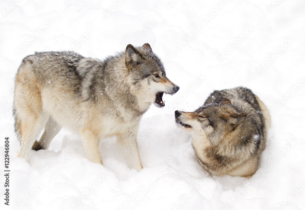 Timber wolves or grey wolves (canis lupus) isolated on a white background playing in the snow in Canada