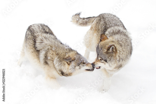Timber wolves or Grey wolves isolated on a white background playing in the snow, Canada