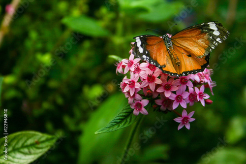 Buterfly